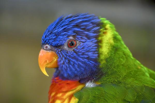 Wildlife